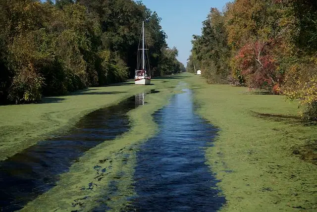 Sailboats on the Dismal Swamp Canal