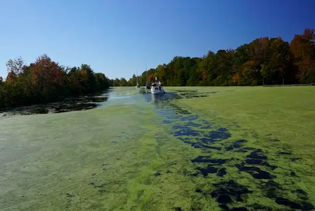 Duckweed on the Dismal Swamp can clog your engine strainer