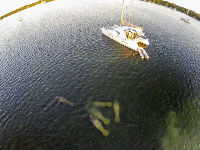 Manatees by boat, Key Largo