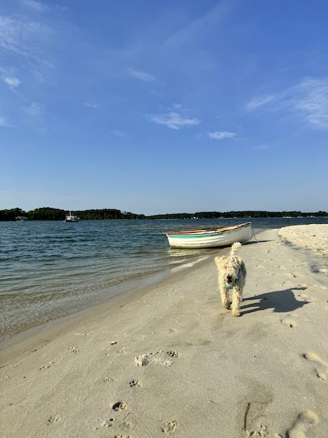 sandbar beach, chesapeake bay