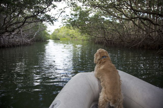 Boat dog in dinghy, Key Largo