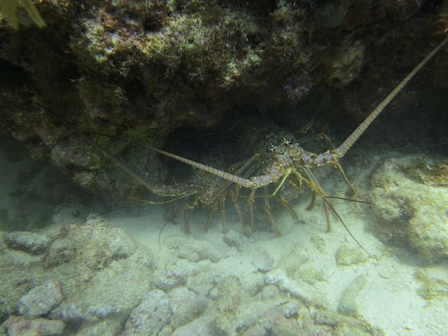 Spiny Lobster, Florida Keys