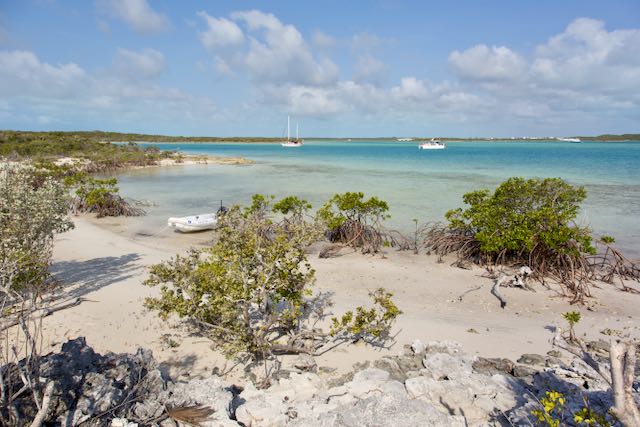 Red Shanks, Elizabeth Harbour, Great Exuma, Bahamas