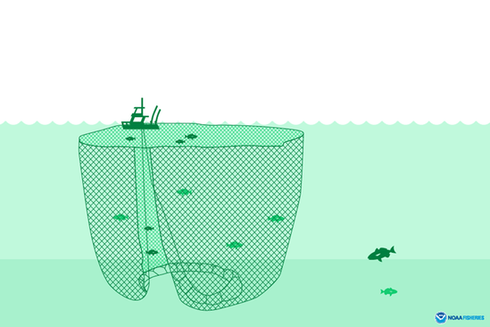 purse seine net