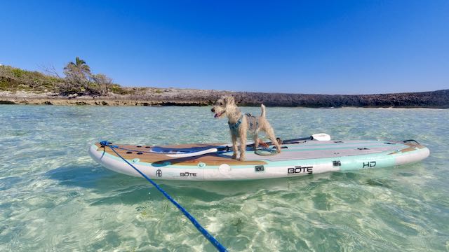 dog on paddleboard