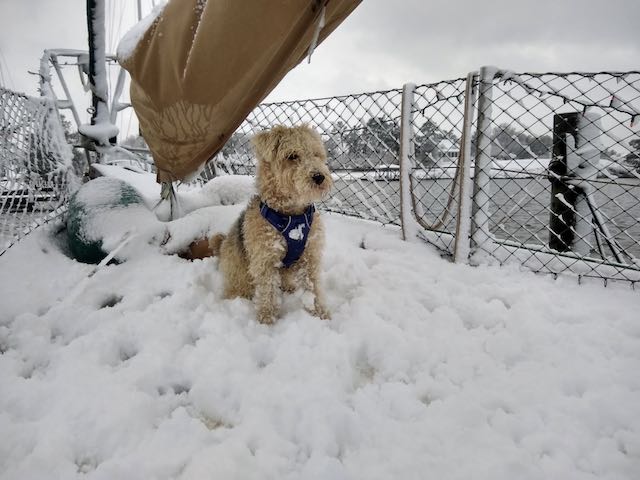 boat dog snow day, chesapeake bay